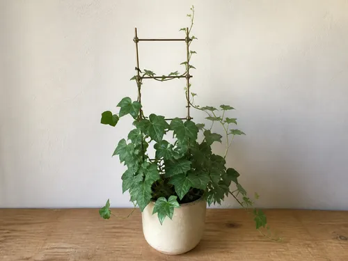 A vigorous ivy plant grows from a cream ceramic pot on a wooden table. An open brass trellis gently guides several vines upward, including one fresh shoot rising beyond the frame, against a softly lit plaster wall.